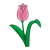 Pink Tulip Color PNG