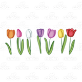 Row of Tulips