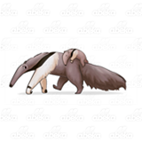 Giant Anteater