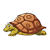 Turtle with Brown Shell Color PDF