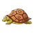 Turtle with Brown Shell Color PNG