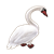 White Swan Color PNG