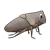 Toad Bug Color PNG