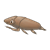 Water Bug Color PNG