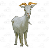 Horned Billy Goat