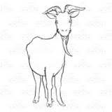 Horned Billy Goat