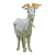 Horned Billy Goat Color PNG