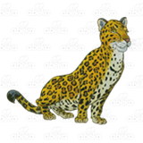 Spotted Jaguar