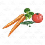 Group of Vegetables