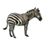 Zebra 4 Color PDF