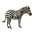 Zebra 4 Color PNG