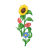 Sunflower Color PNG