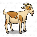 Spotted Goat