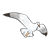Seagull Color PNG