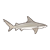 Gray Shark Color PNG