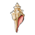 Cream Conch Shell Color PNG