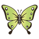 Green Butterfly with black-tipped wings