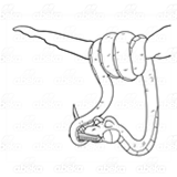 Snake Playing Harmonica