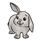 Gray Rabbit standing, with ear raised