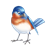 Bluebird Color PNG