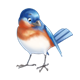 Bluebird looking to side