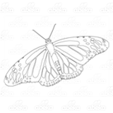 Stage of Butterfly