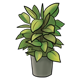 Potted Plant green