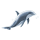Gray Dolphin facing right