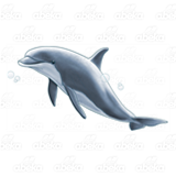 Gray Dolphin