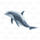 Gray Dolphin