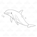 Gray Dolphin