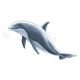 Gray Dolphin facing left