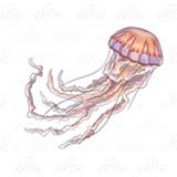 Jellyfish