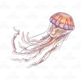 Jellyfish