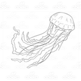 Jellyfish