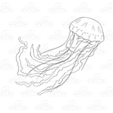 Jellyfish