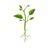 Plant Color PDF