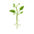 Plant Color PNG
