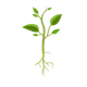 Plant with roots