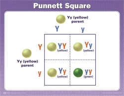 Science 6 Teaching Charts—Revised