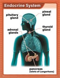 Health 6 Teaching Charts—Revised